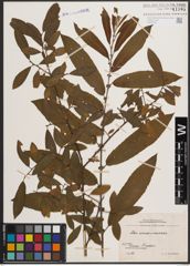Foto von Salix cinerea L. x Salix viminalis L.